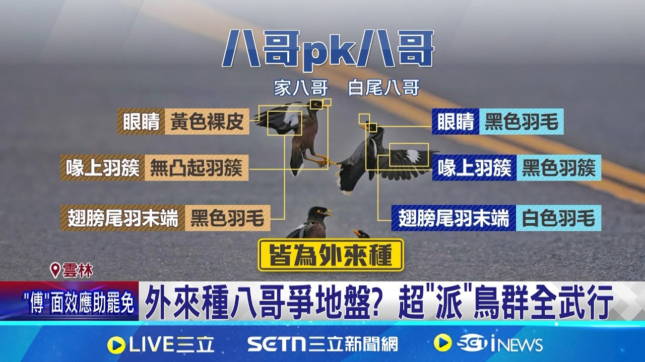 外來種八哥爭地盤? 超”派”鳥群全武行 │記者 廖宜德 林韋志 │新聞一把抓20250323│三立新聞台