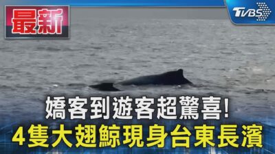 嬌客到遊客超驚喜!4隻大翅鯨現身台東長濱｜TVBS新聞 @TVBSNEWS01