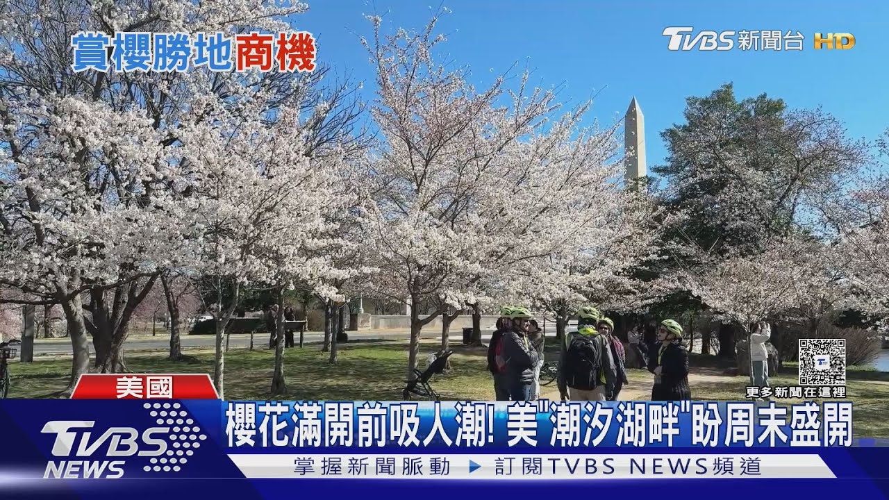 櫻花還沒滿開「已吸人潮」! 華府「潮汐湖畔」盼周末盛開｜TVBS新聞 @TVBSNEWS01