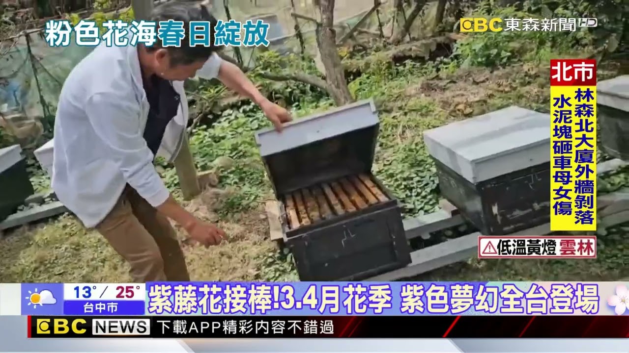 粉嫩噴發！種櫻50株 地主開放民眾入巷賞花同樂@newsebc