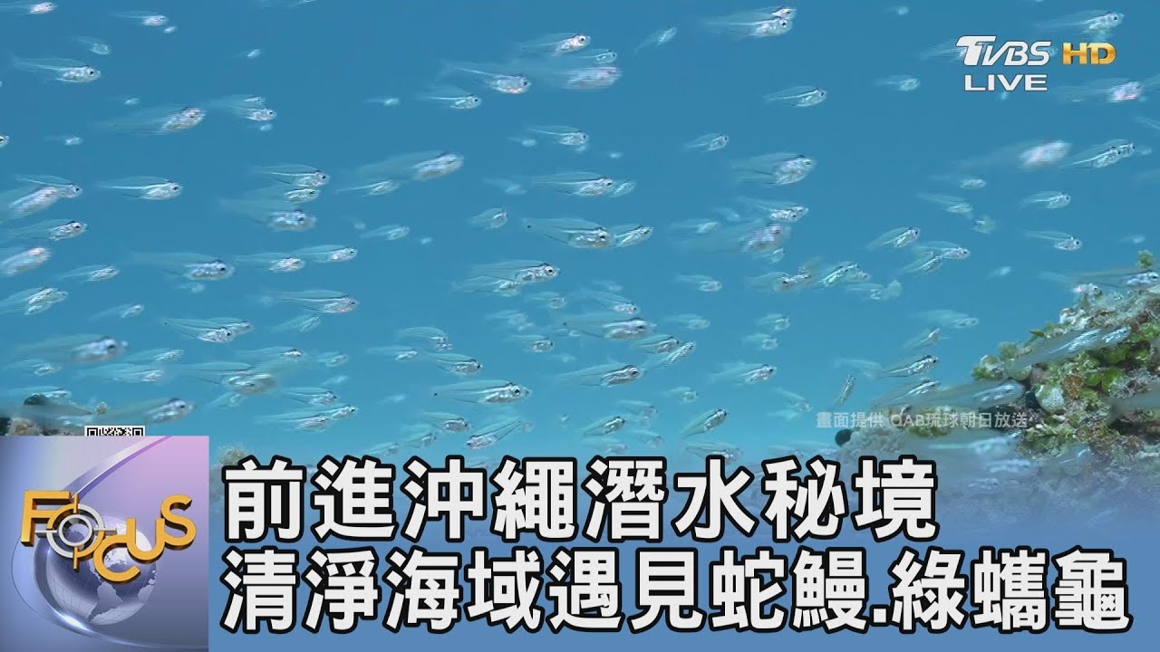前進沖繩潛水秘境 清淨海域遇見蛇鰻.綠蠵龜｜FOCUS午間新聞 20250212 @tvbsfocus