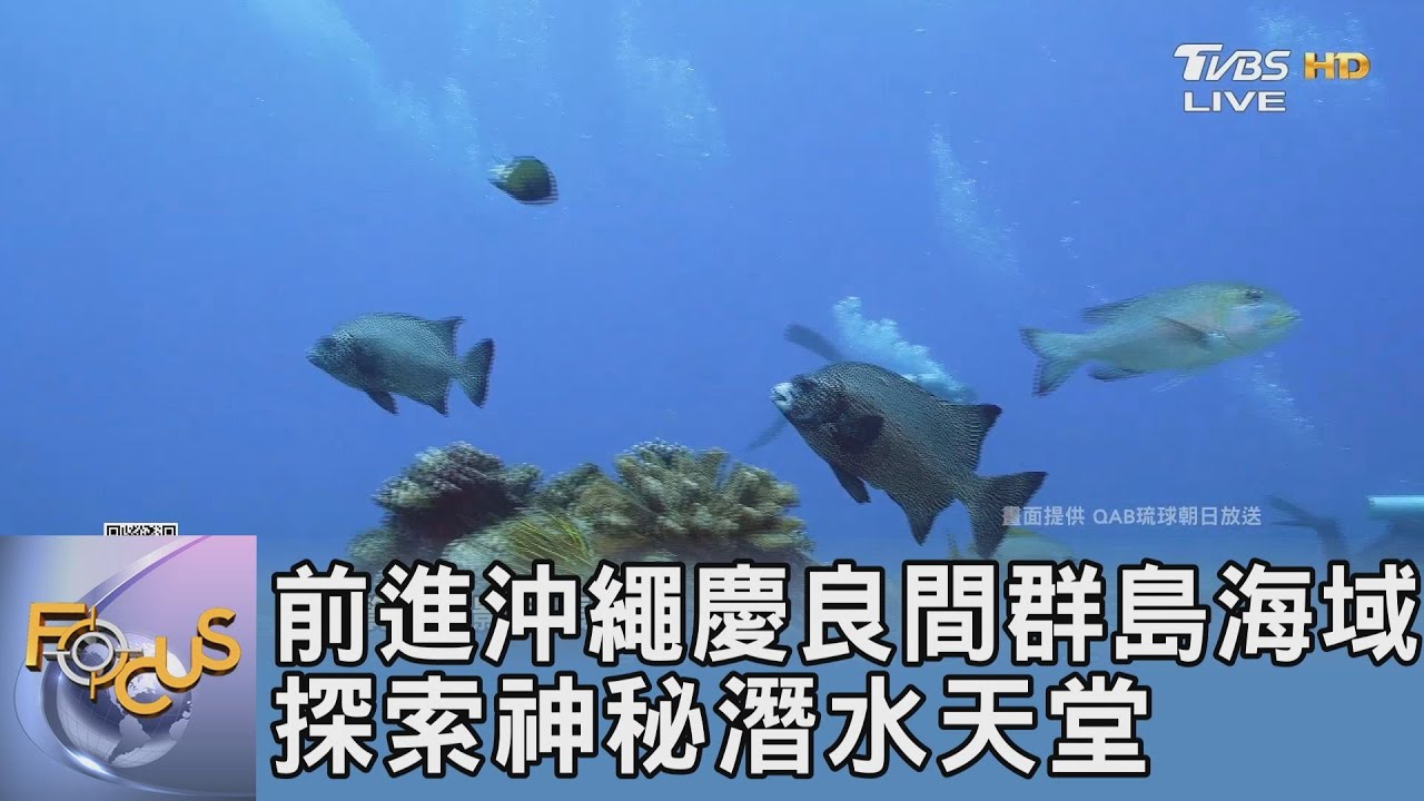 前進沖繩慶良間群島海域 探索神秘潛水天堂｜FOCUS午間新聞 20250124 @tvbsfocus
