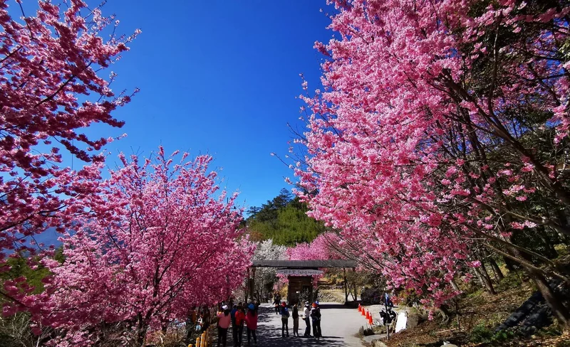 司馬庫斯 & 宇老觀景台 & 合興車站一日遊(台中市區接送)-KLOOK