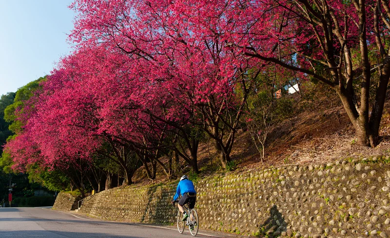貓空茶坊＆深坑老街私人包車一日遊-KLOOK