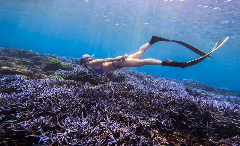 澎湖南海紫色薰衣草森林 & 玫瑰花園潛水 + 水上活動一日遊-KLOOK