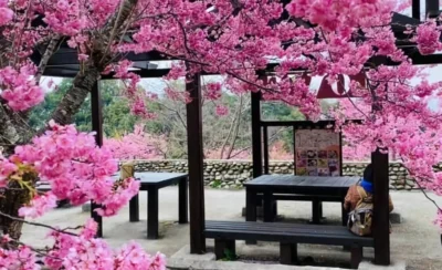 福壽山千櫻園 & 梨山一日遊(台中市區接送)-KLOOK