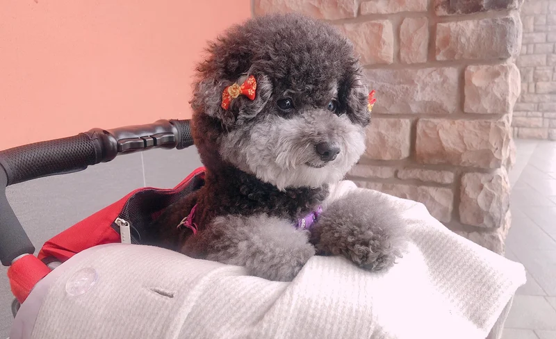 愛寶寵物美容 – 洗澡&造型修剪-KLOOK