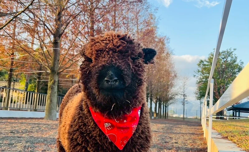 宜蘭: 張美阿嬤農場 & 蘭陽博物館 & 羅東夜市一日遊-KLOOK