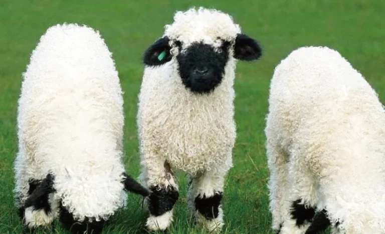 zwkppdvkvv9pdwhjqnra