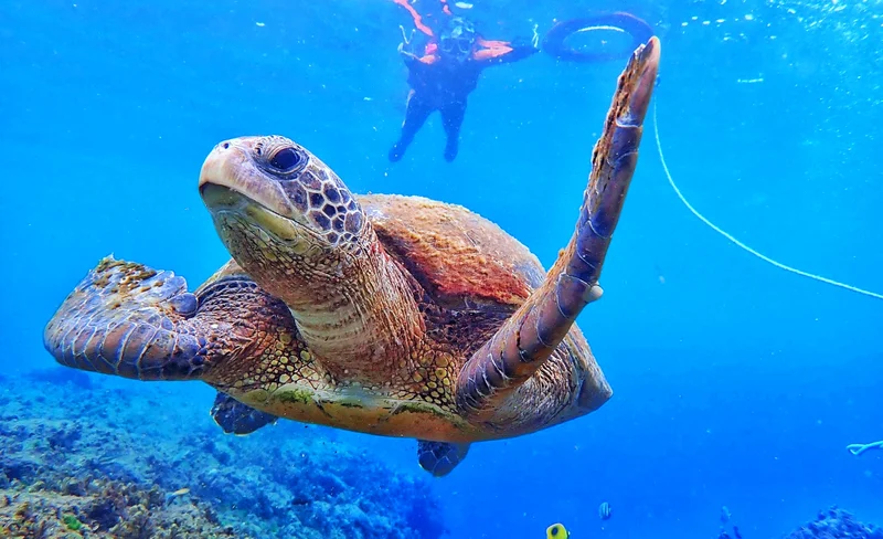 小琉球｜浮潛體驗與海龜共遊｜多人同行優惠-KLOOK