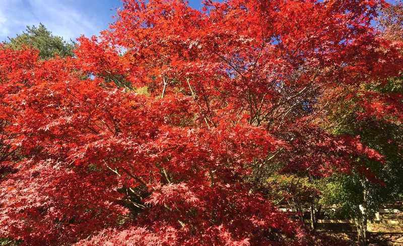 南投｜奧萬大＆武界部落一日遊-KLOOK