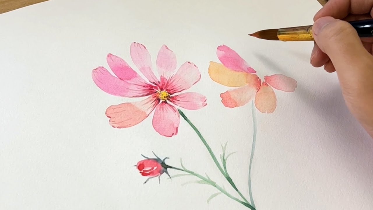 如何畫波斯菊花/初學者畫水彩