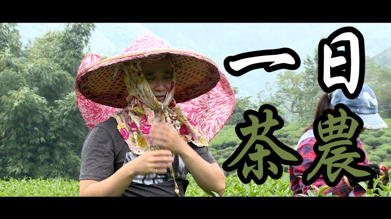 《一日系列第三十六集》喝茶簡單做茶難，邰哥能做出好茶嗎?-一日茶農