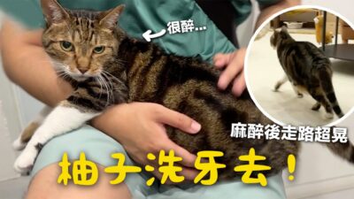 【黃阿瑪的後宮生活】柚子洗牙去！麻醉後走路超晃！