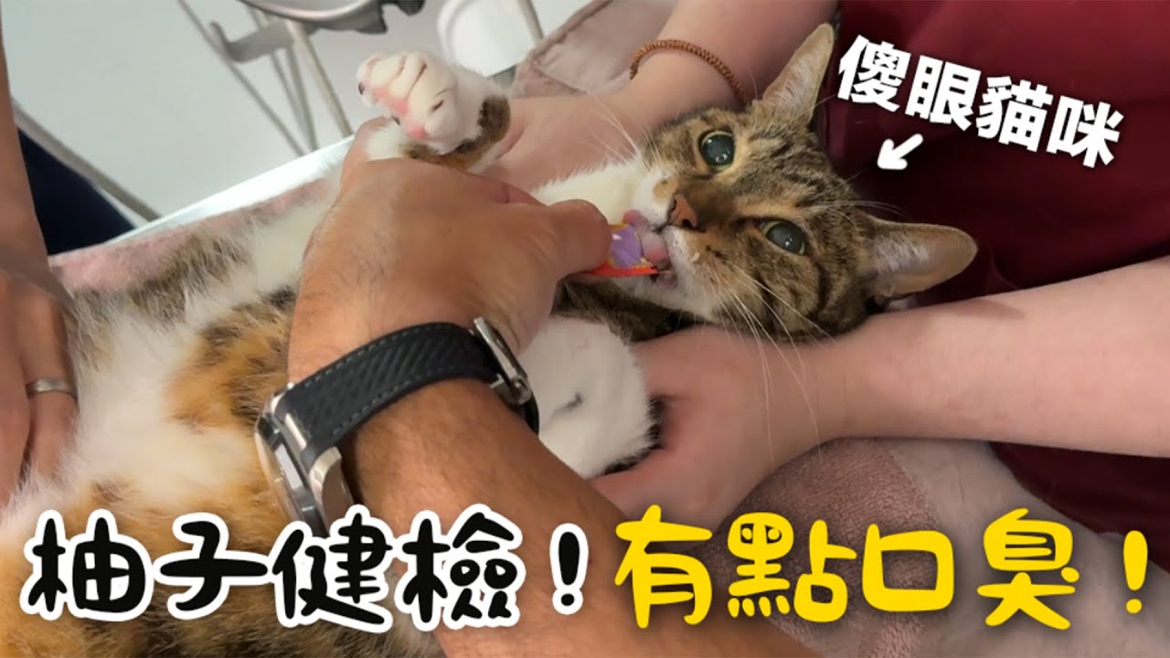 【黃阿瑪的後宮生活】柚子健檢！有點口臭！