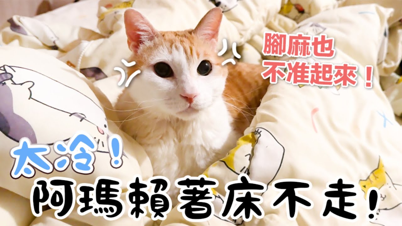 【黃阿瑪的後宮生活】太冷！阿瑪賴著床不走！
