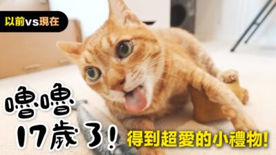 【黃阿瑪的後宮生活】嚕嚕17歲了！得到超愛的小禮物！