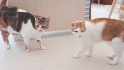 浣腸在客廳好像想做壞事⋯⋯