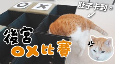 【黃阿瑪的後宮生活】後宮OX比賽！阿瑪的肥肚肚卡住了！