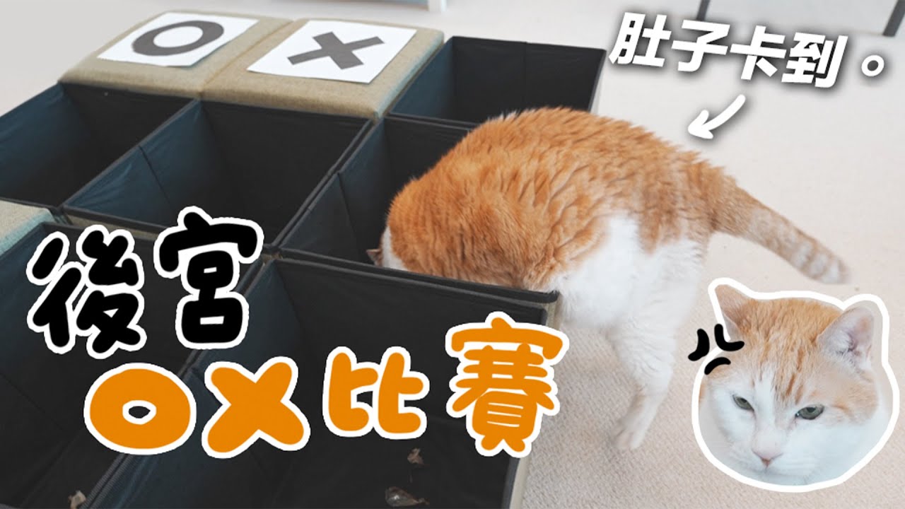 【黃阿瑪的後宮生活】後宮OX比賽！阿瑪的肥肚肚卡住了！