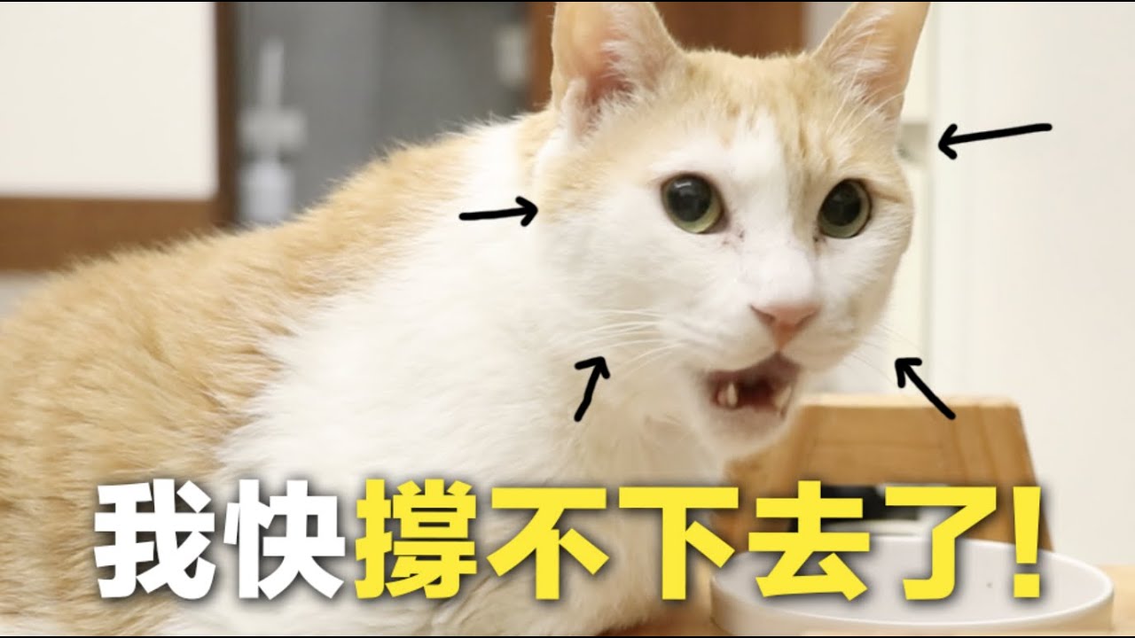 【黃阿瑪的後宮生活】快撐不下去了！怎麼辦？