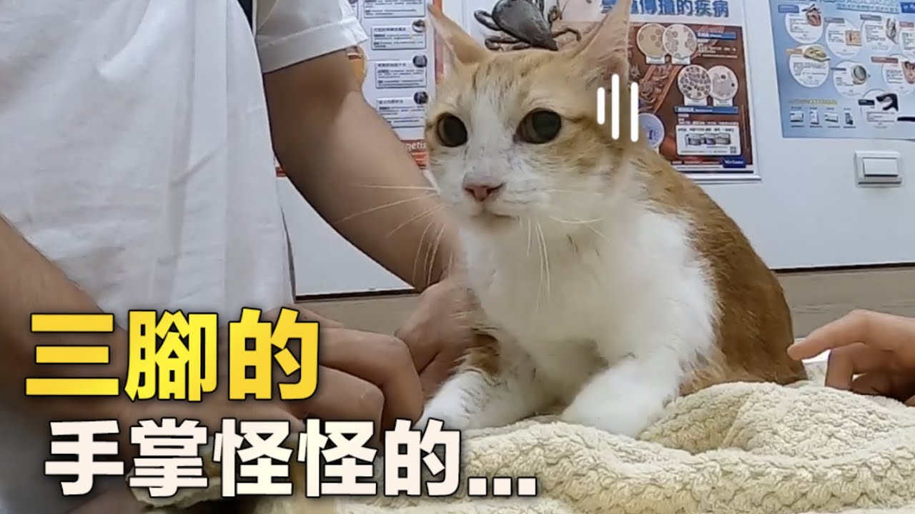 【黃阿瑪的後宮生活】三腳的手掌怪怪的…痛到不敢走路