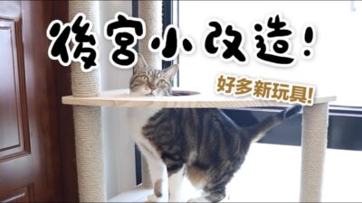 【黃阿瑪的後宮生活】後宮貓房小改造！老貓＆膽小貓友善空間！