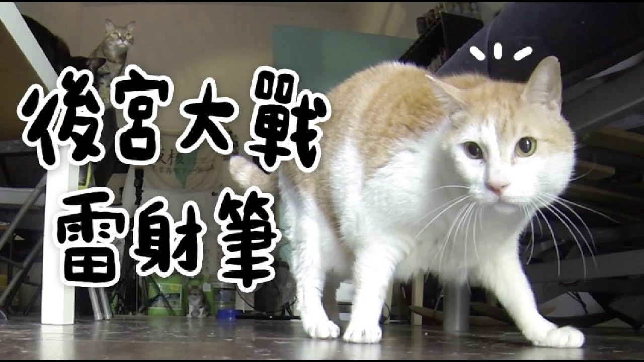 【黃阿瑪的後宮生活】後宮貓咪玩雷射筆！激烈的追逐戰！