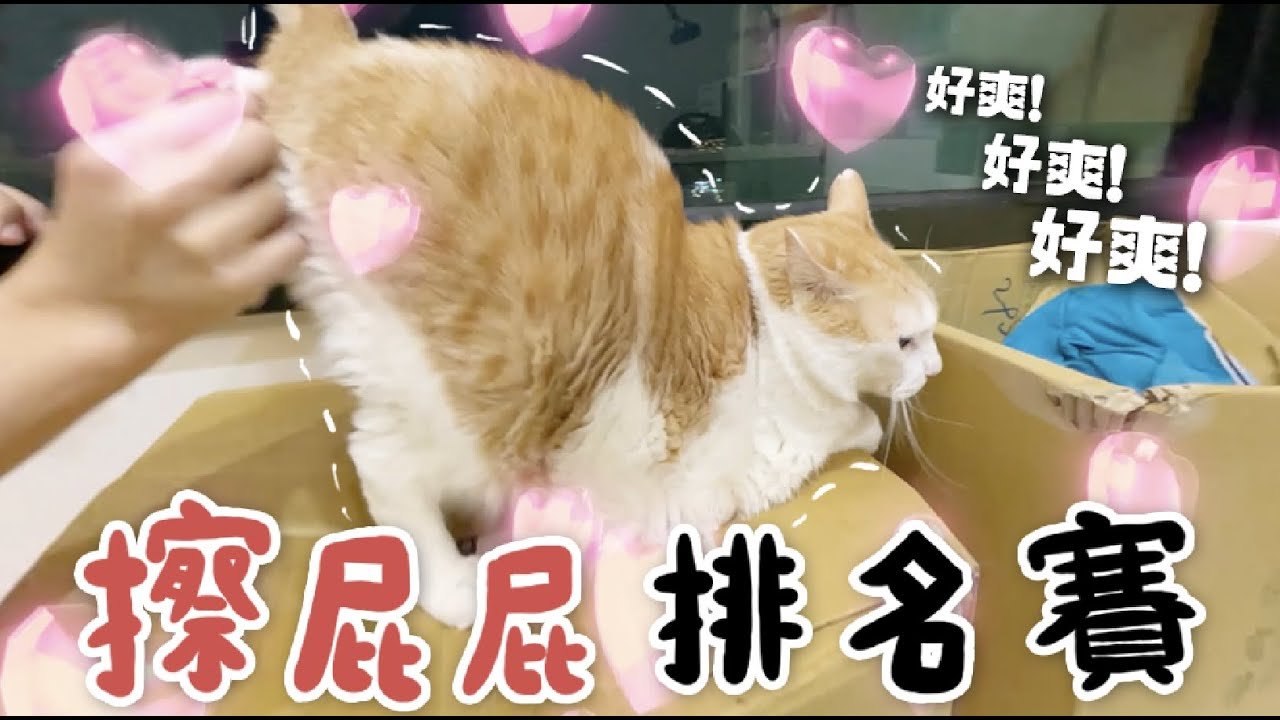 【黃阿瑪的後宮生活】擦屁屁排名賽!令人意外的冠軍⋯⋯