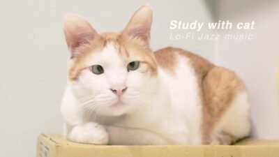 貓貓陪伴音樂 適合放鬆/學習/工作 Work & Study with Cats - Lo-Fi / Jazz / Chill music【黃阿瑪的後宮生活 Fumeancats】浣腸篇