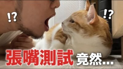 【黃阿瑪的後宮生活】張嘴測試貓反應！驚呆了！