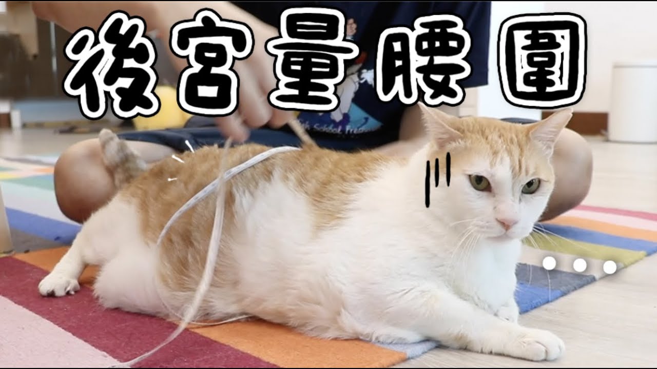 【黃阿瑪的後宮生活】後宮量腰圍