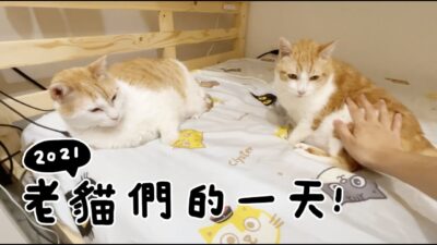 【黃阿瑪的後宮生活】2021老貓們的一天！