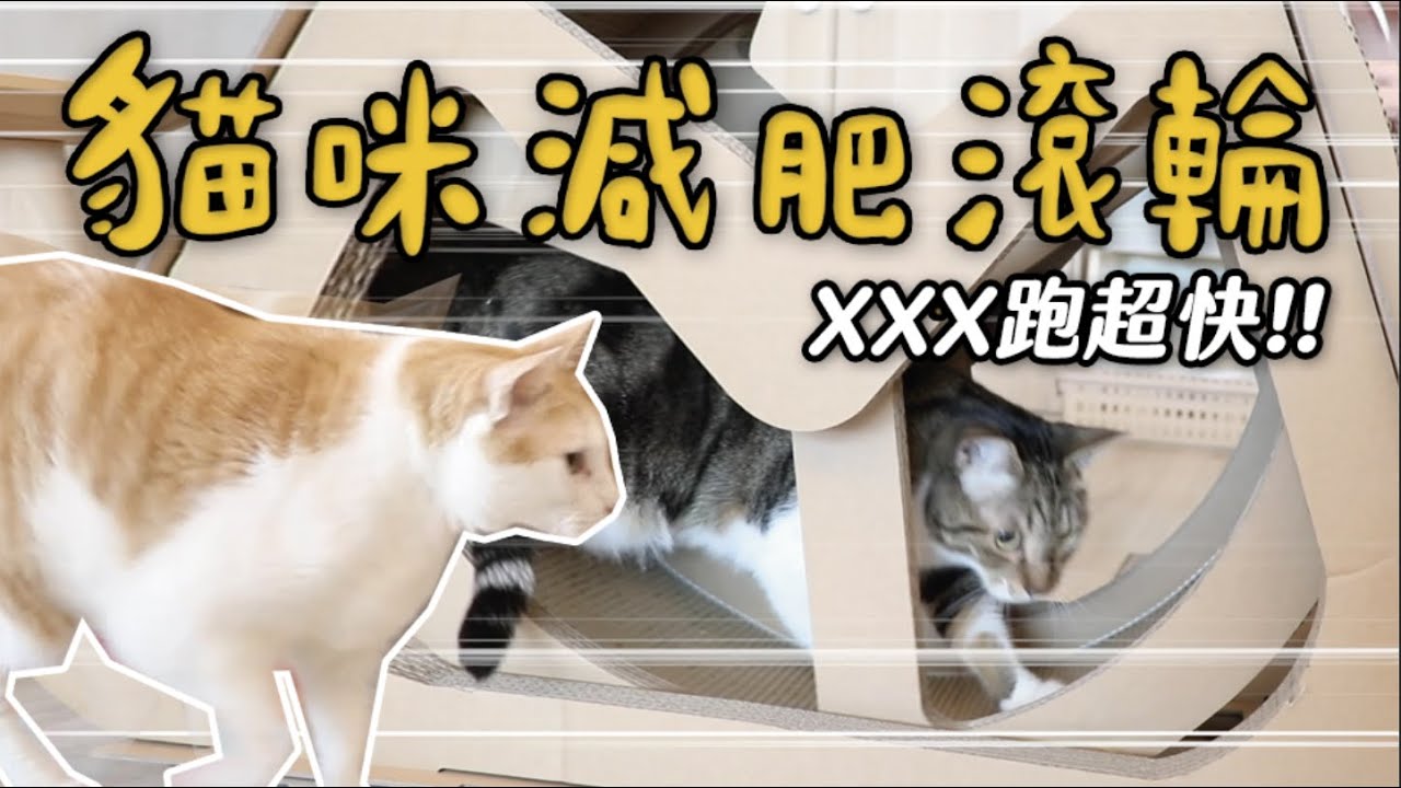 【黃阿瑪的後宮生活】貓咪減肥滾輪！XXX跑超快！