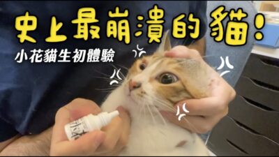 【黃阿瑪的後宮生活】史上最崩潰的貓！小花貓生初體驗！