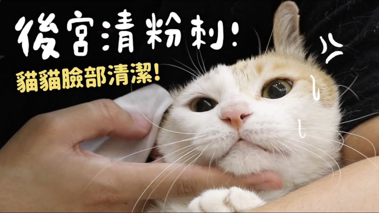 【黃阿瑪的後宮生活】後宮清粉刺!貓貓臉部清潔!
