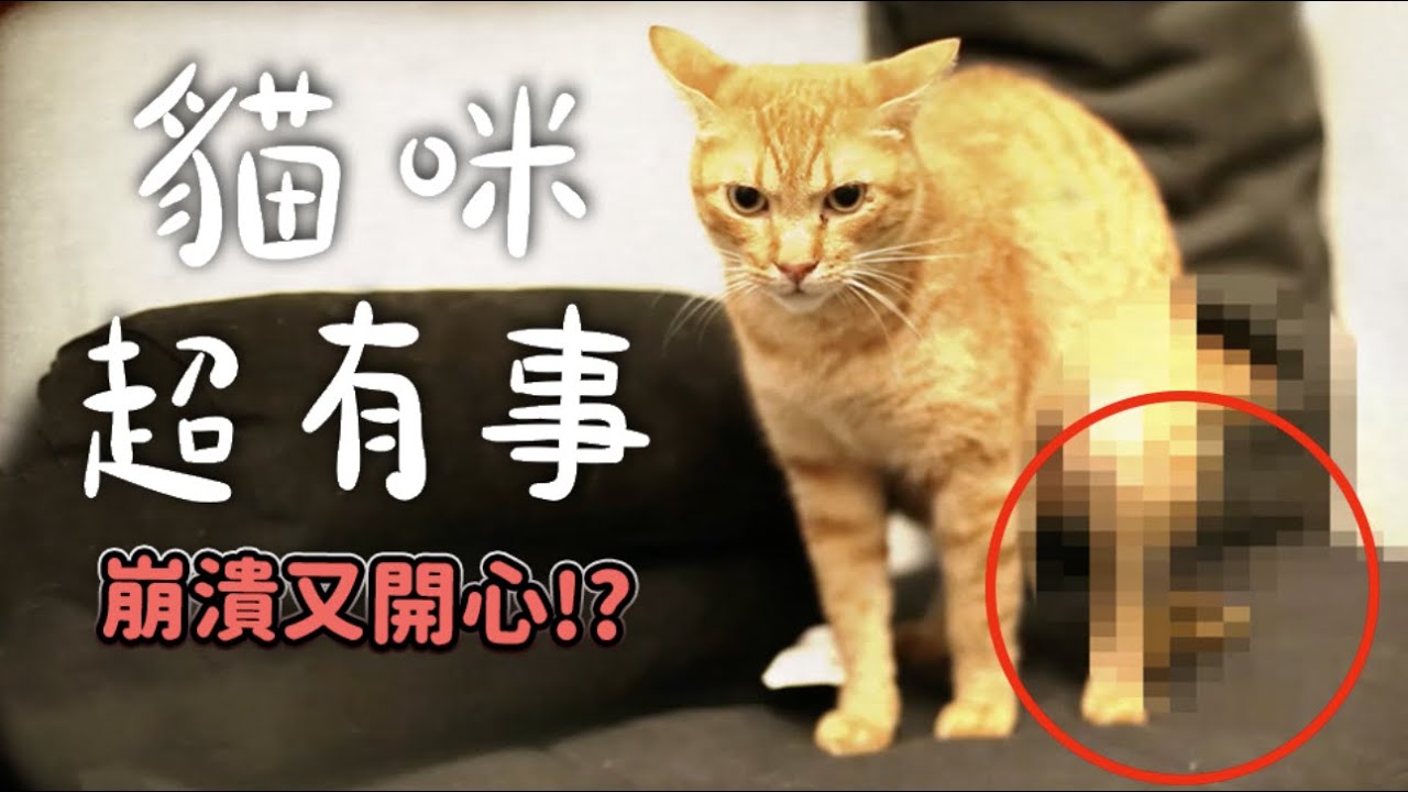 【黃阿瑪的後宮生活】貓咪超有事! 崩潰又開心!?