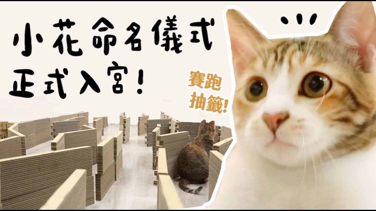 【黃阿瑪的後宮生活】小花命名儀式！正式入宮！