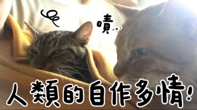 黃阿瑪的後宮生活-人類的自作多情