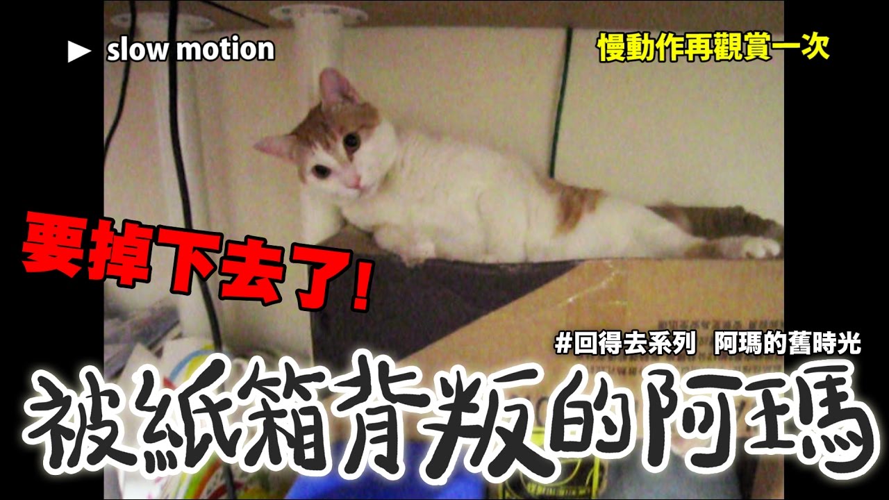 黃阿瑪的後宮生活-被紙箱背叛的阿瑪