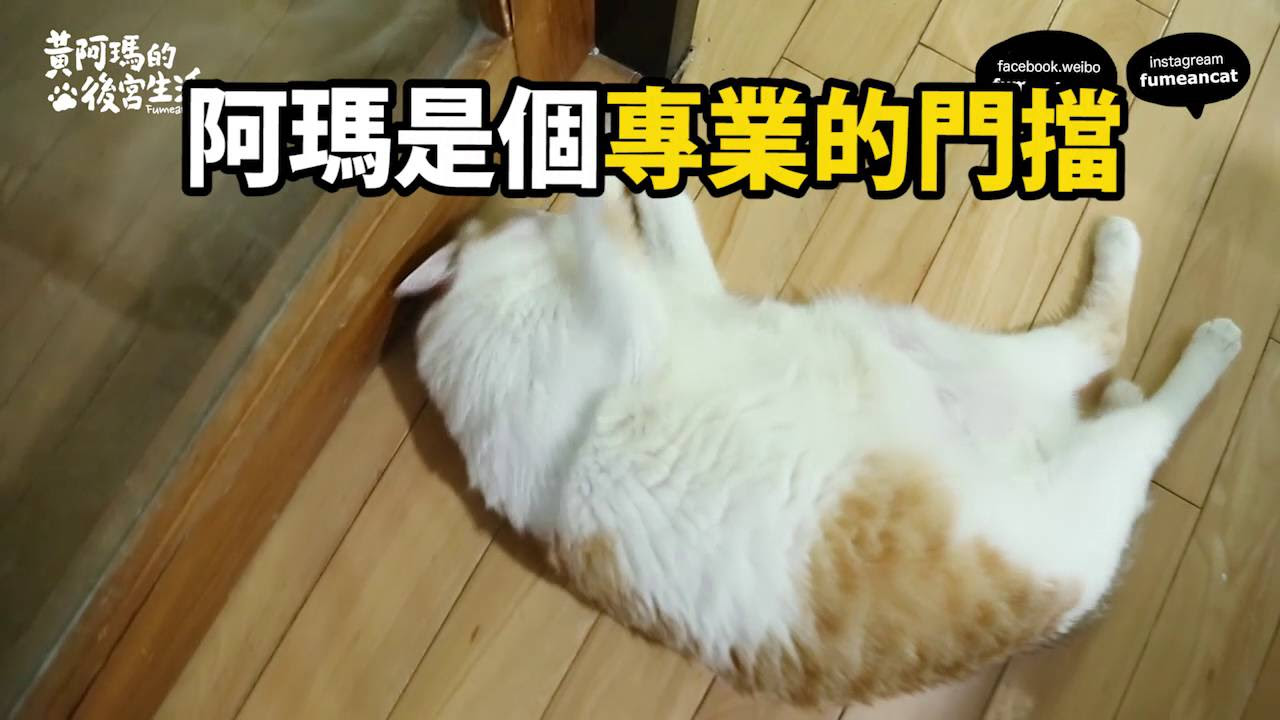 黃阿瑪的後宮生活-阿瑪門擋 Lazy cat