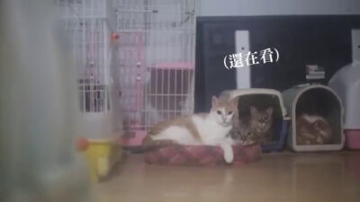 黃阿瑪的後宮生活-偷拍後宮睡覺