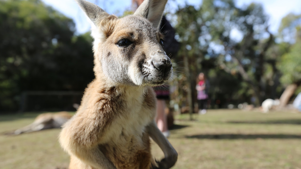 超萌!! 原來袋鼠是這樣抓癢的 (蔡阿嘎 in 澳洲 Australia Perth) Kangaroo scratching