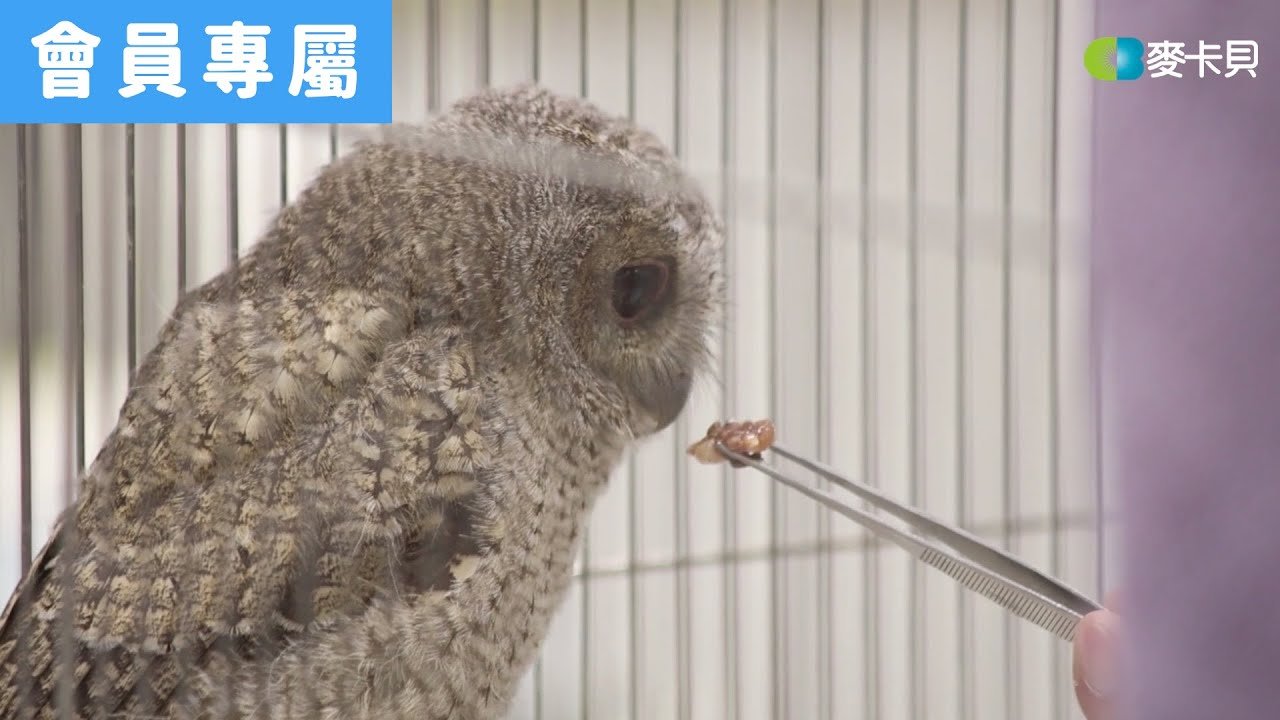 [Behind]撿到小型哺乳類動物？！聽獸醫怎麼說！