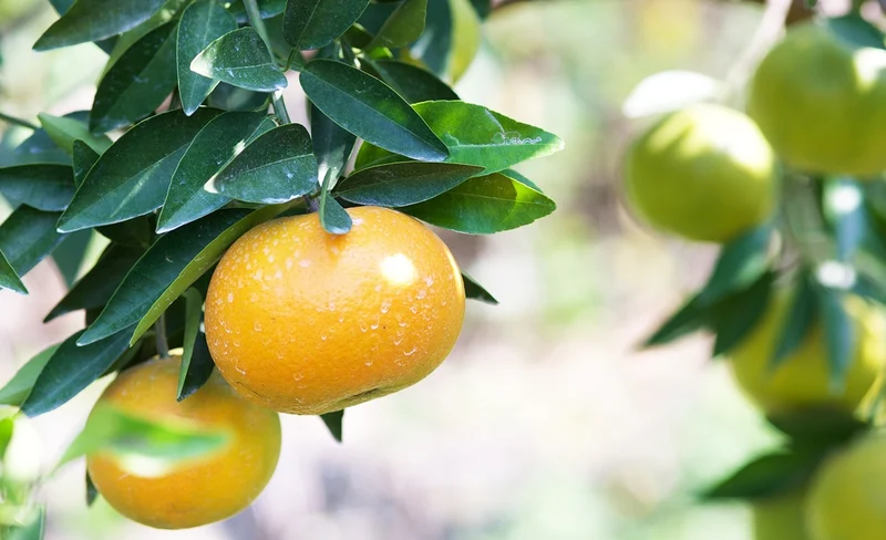 中台灣四季採果通用券｜需電話預約-KLOOK