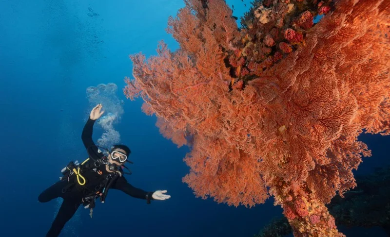 台東: 綠島水青潛水旅宿潛水體驗-KLOOK