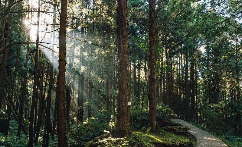 阿里山包車一日遊 - 奮起湖 & 阿里山森林遊樂園區 & 天長地久橋 (台中出發)-KLOOK