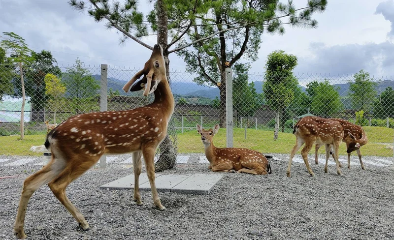 宜蘭鹿爺爺農場門票-KLOOK