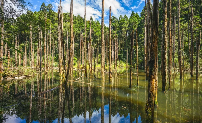 忘憂森林&杉林溪&妖怪村&溪頭森林遊樂區&紫南宮二日遊-KLOOK