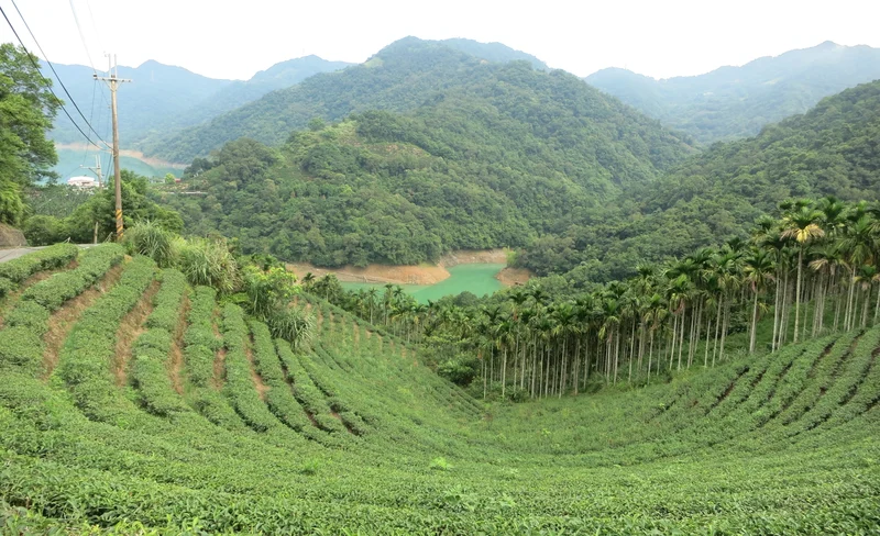 貓空纜車 & 坪林茶莊 & 石碇千島湖一日遊-KLOOK